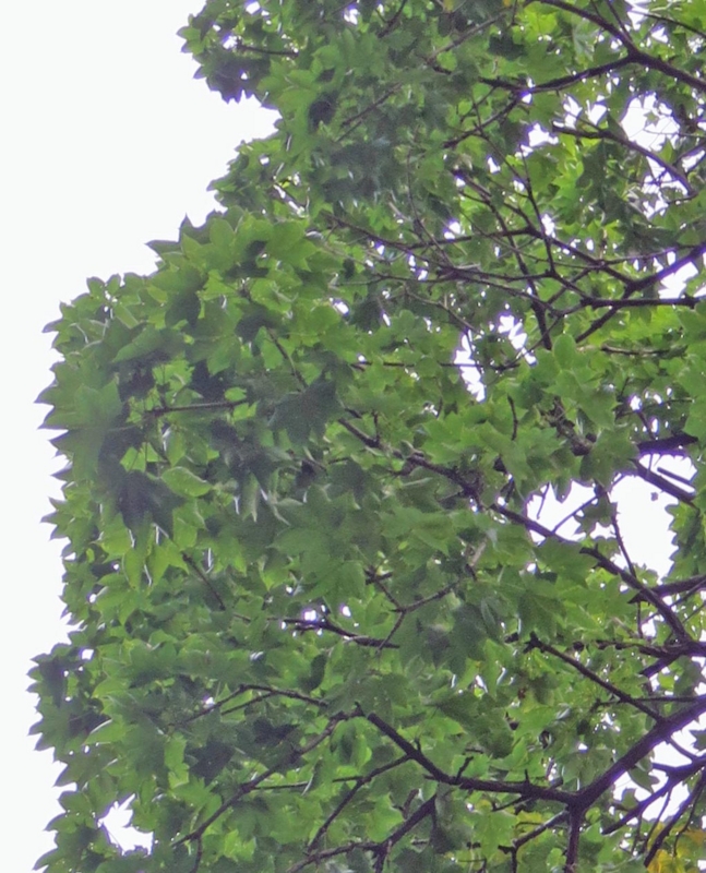 f:id:atarou:20150814065918j:image f:id:atarou:20150814065918j:image