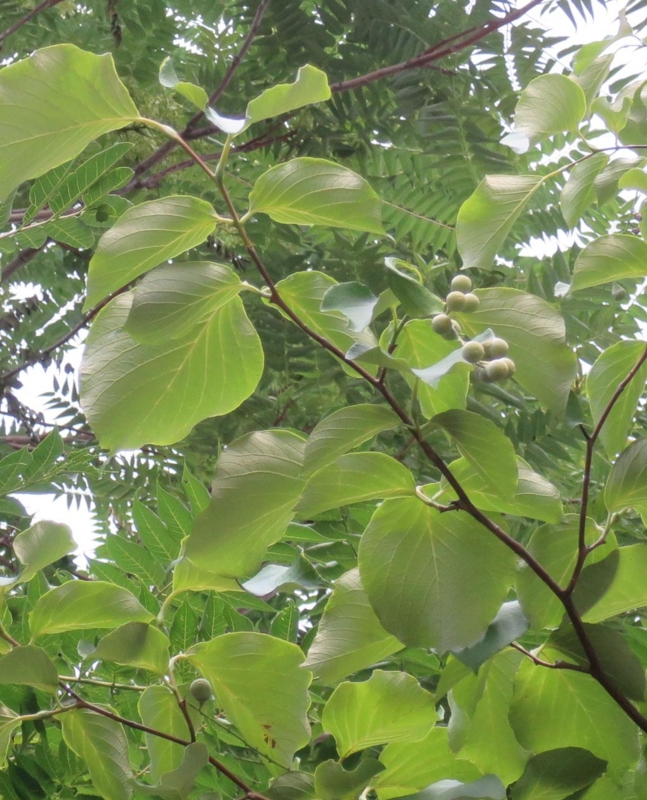 f:id:atarou:20150814065920j:image f:id:atarou:20150814065920j:image