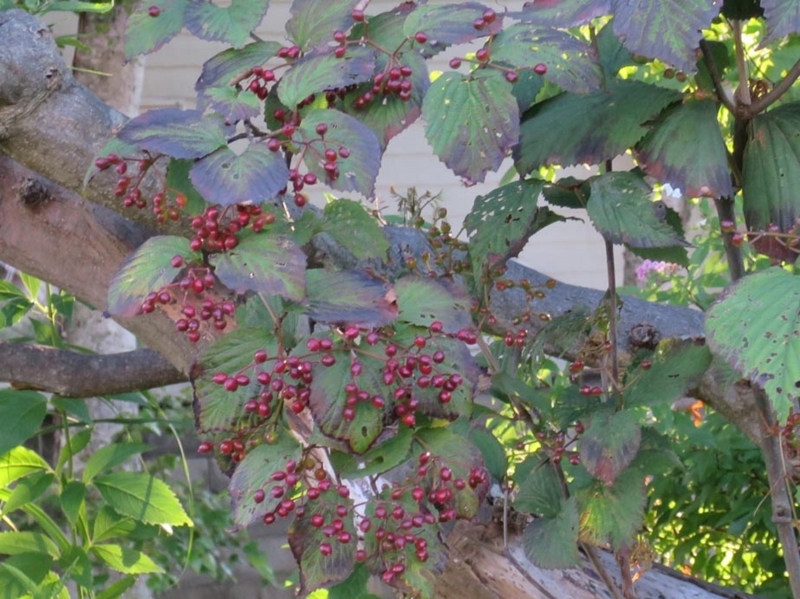 f:id:atarou:20150814082515j:image f:id:atarou:20150814082515j:image