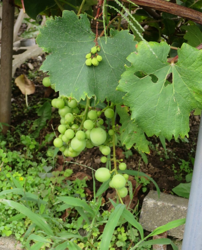 f:id:atarou:20150817065000j:image
