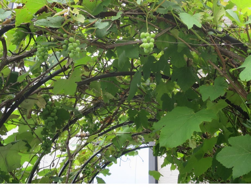 f:id:atarou:20150817065003j:image