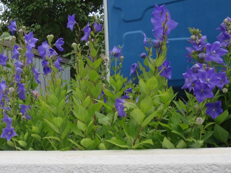 f:id:atarou:20150817070313j:image