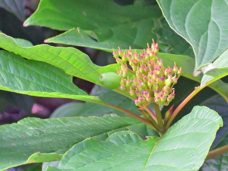 f:id:atarou:20150821070543j:image