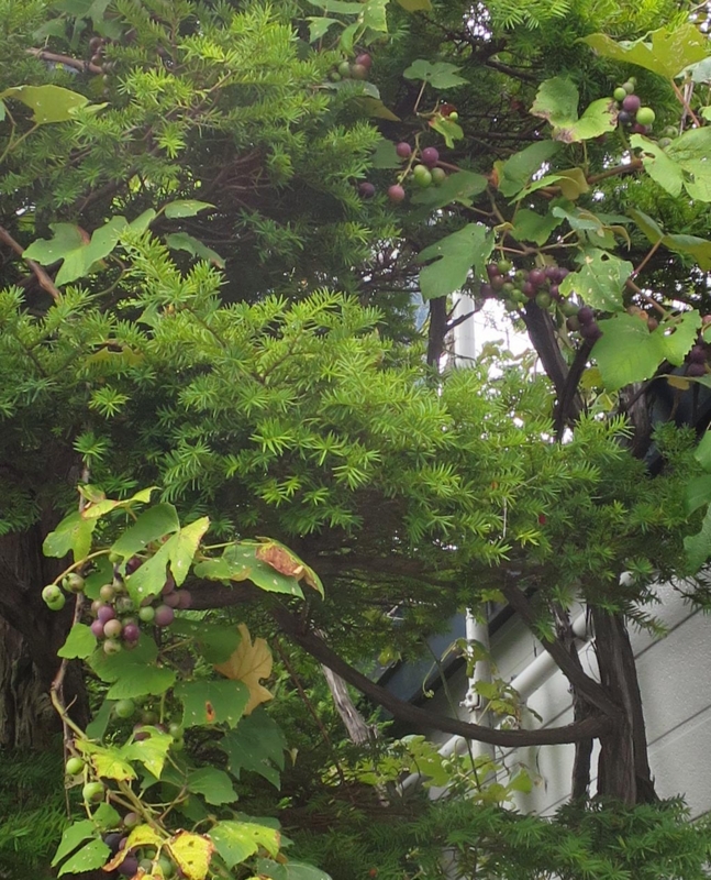 f:id:atarou:20150829063212j:image