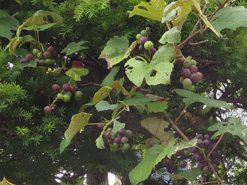 f:id:atarou:20150829071253j:image