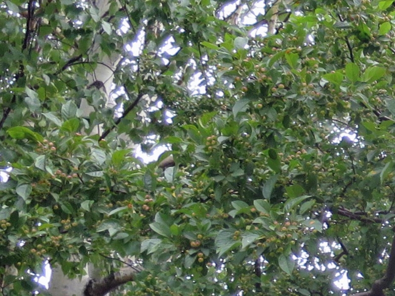 f:id:atarou:20150829071259j:image