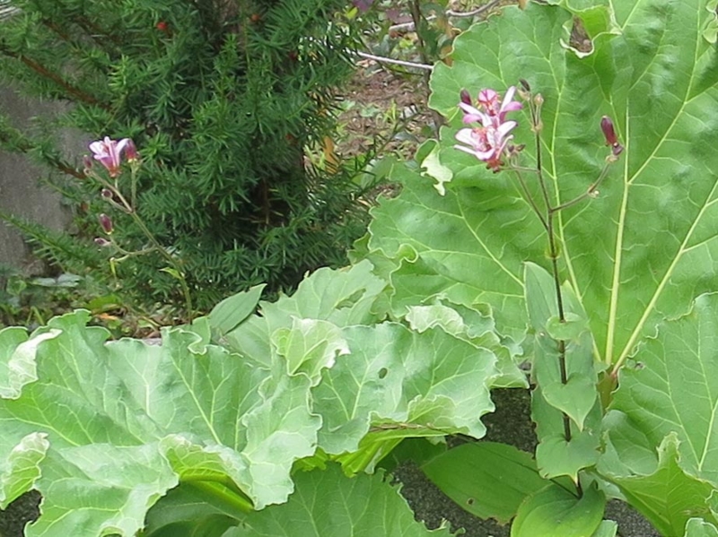 f:id:atarou:20150829071653j:image