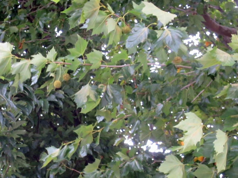 f:id:atarou:20151002064841j:image
