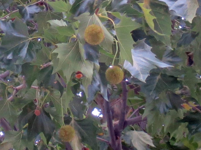 f:id:atarou:20151002064842j:image