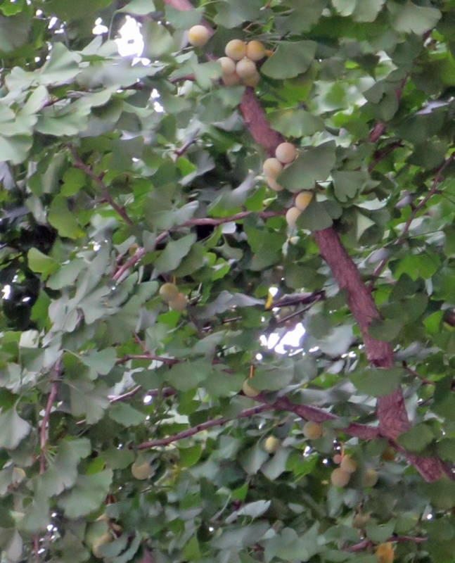 f:id:atarou:20151002065413j:image