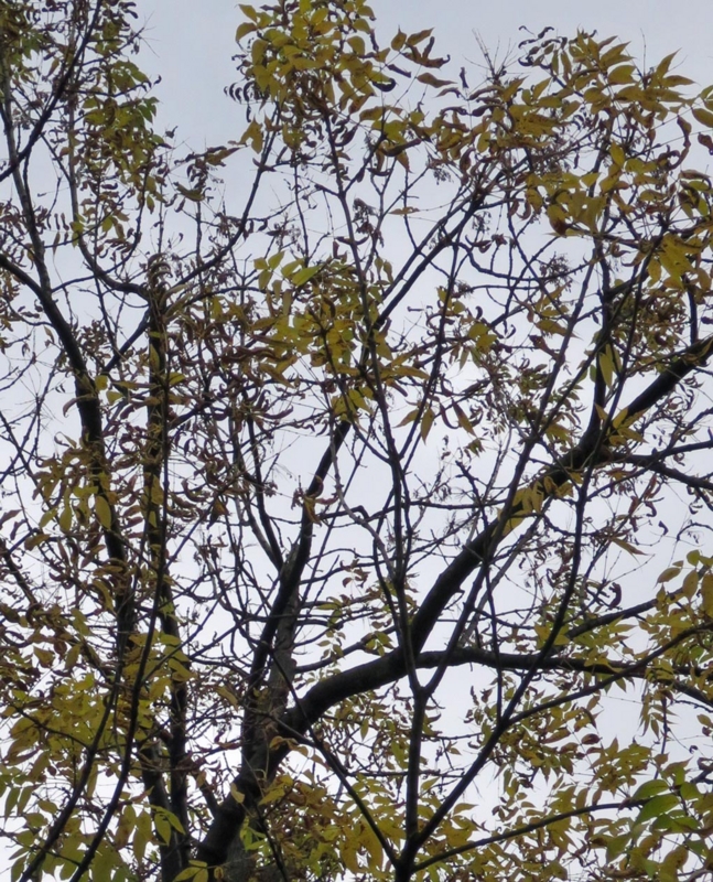 f:id:atarou:20151002065415j:image