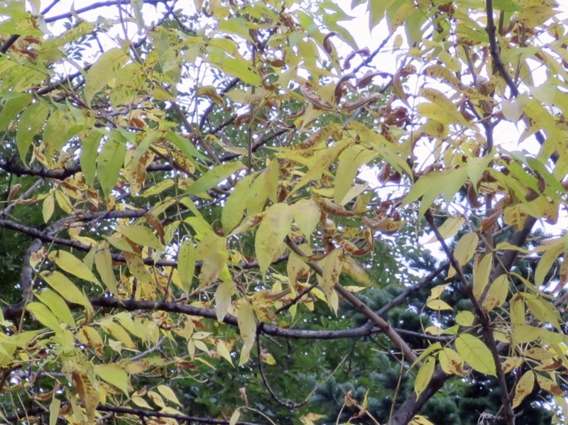 f:id:atarou:20151002065745j:image