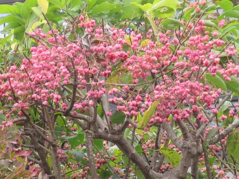 f:id:atarou:20151006071218j:image