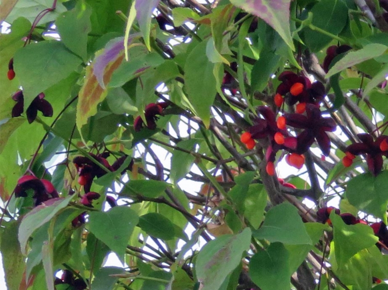 f:id:atarou:20151006071220j:image