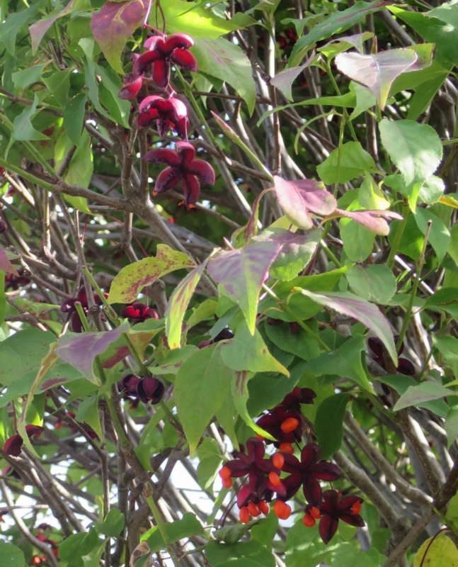 f:id:atarou:20151006071221j:image