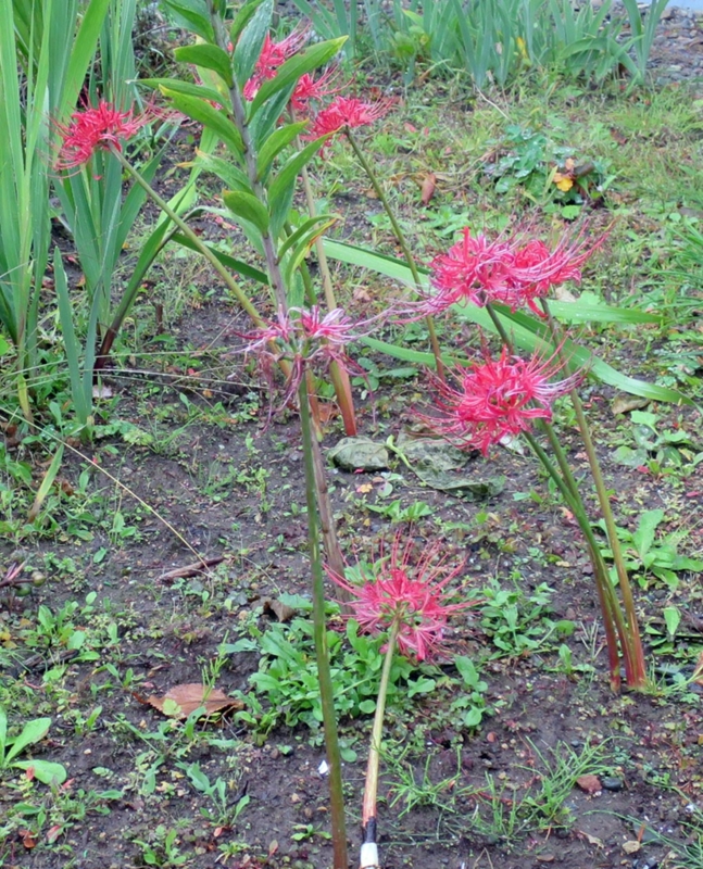 f:id:atarou:20151010063623j:image