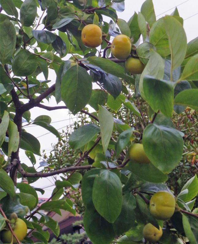 f:id:atarou:20151010064320j:image