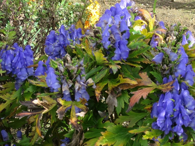 f:id:atarou:20151014063844j:image