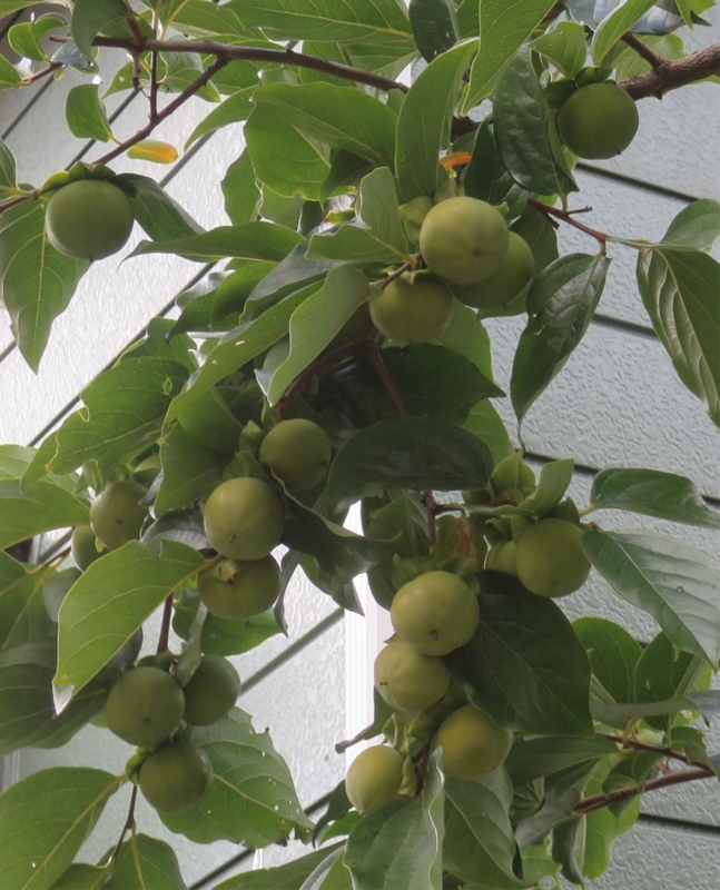 f:id:atarou:20151014064558j:image