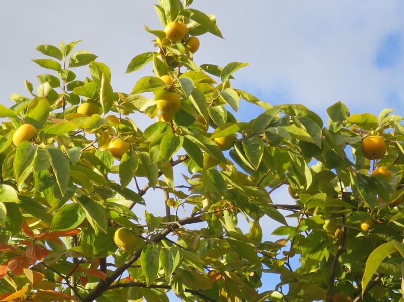 f:id:atarou:20151014064600j:image