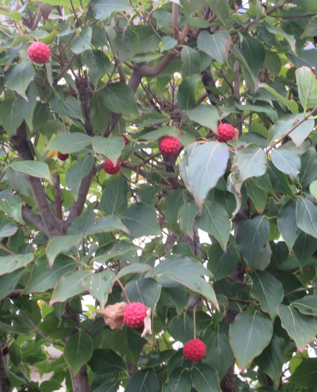 f:id:atarou:20151014064602j:image