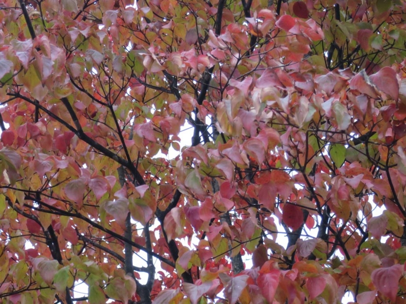 f:id:atarou:20151014065739j:image
