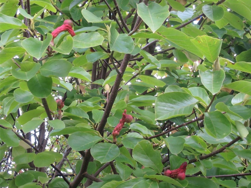 f:id:atarou:20151014065743j:image