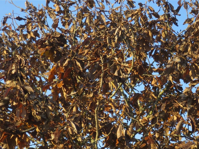 f:id:atarou:20151020063308j:image