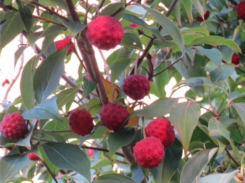 f:id:atarou:20151020064303j:image