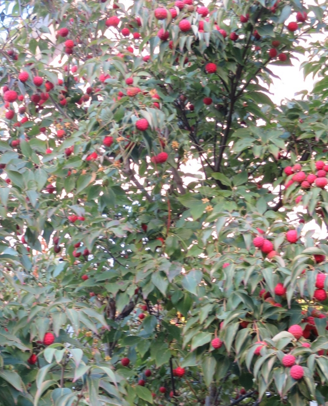 f:id:atarou:20151020064304j:image
