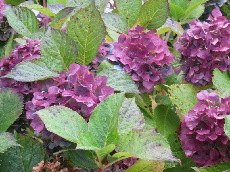 f:id:atarou:20151021063925j:image