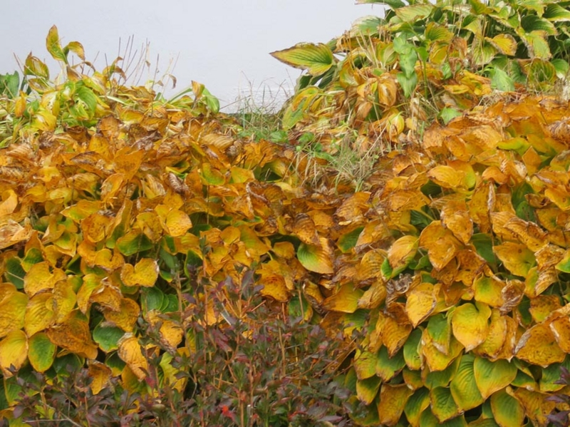 f:id:atarou:20151021063930j:image