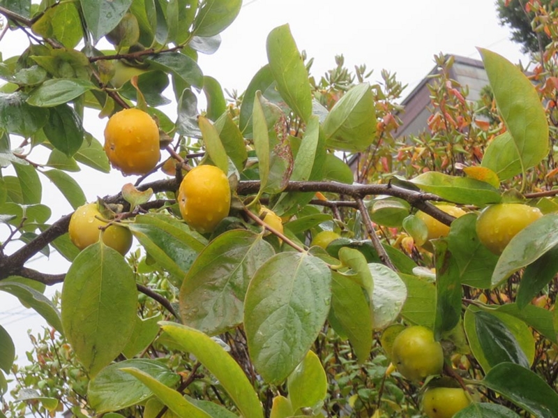 f:id:atarou:20151021064804j:image