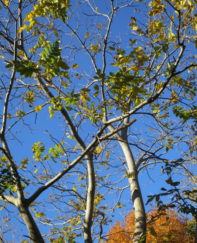 f:id:atarou:20151023063015j:image