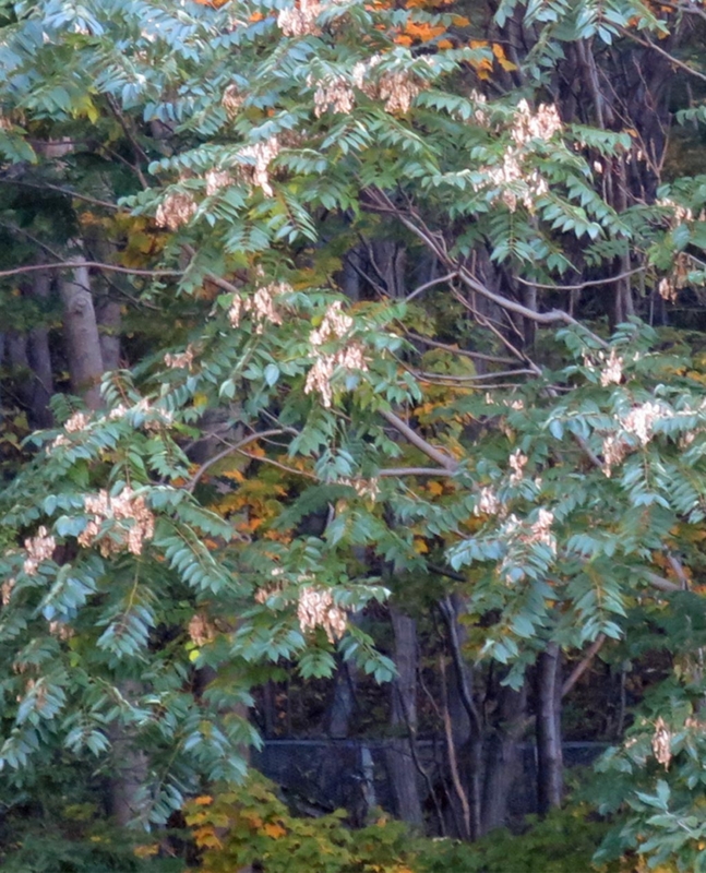 f:id:atarou:20151023063503j:image