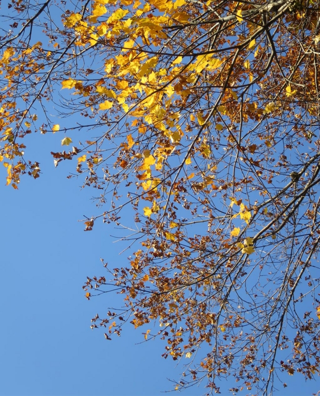 f:id:atarou:20151024061500j:image
