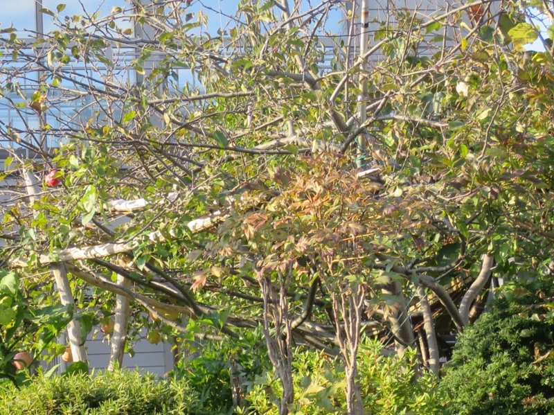 f:id:atarou:20151024064055j:image