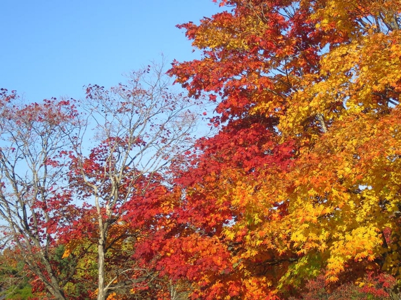 f:id:atarou:20151024064056j:image