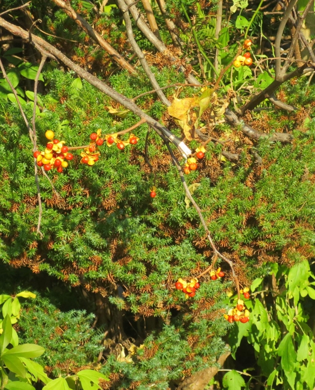 f:id:atarou:20151024064642j:image