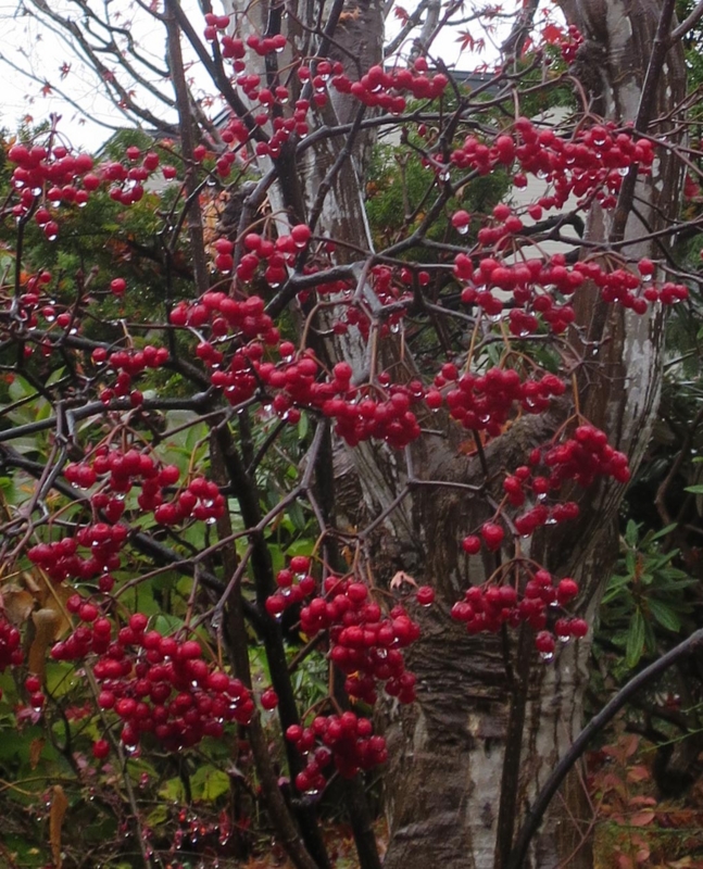 f:id:atarou:20151111062729j:image