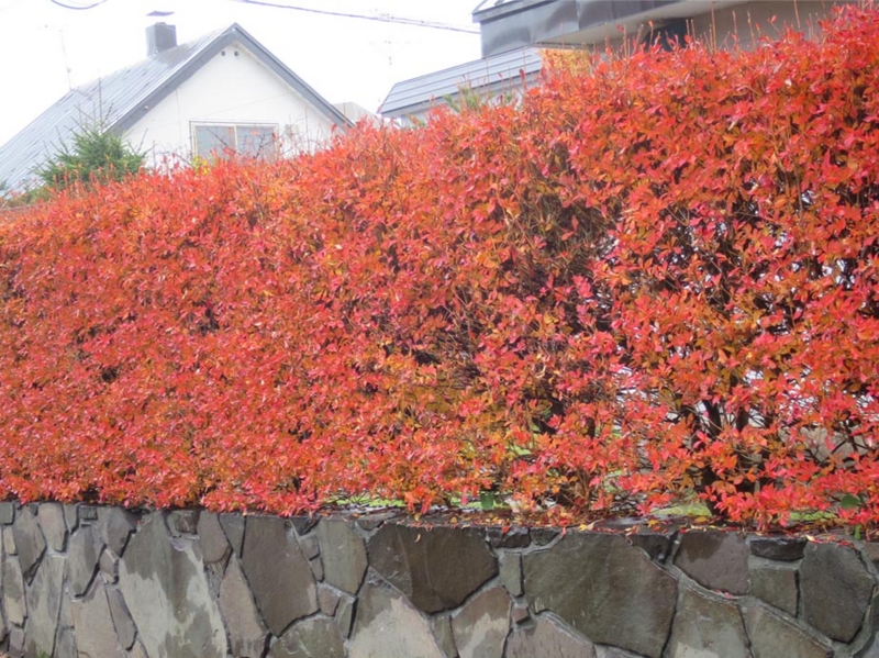 f:id:atarou:20151111064018j:image
