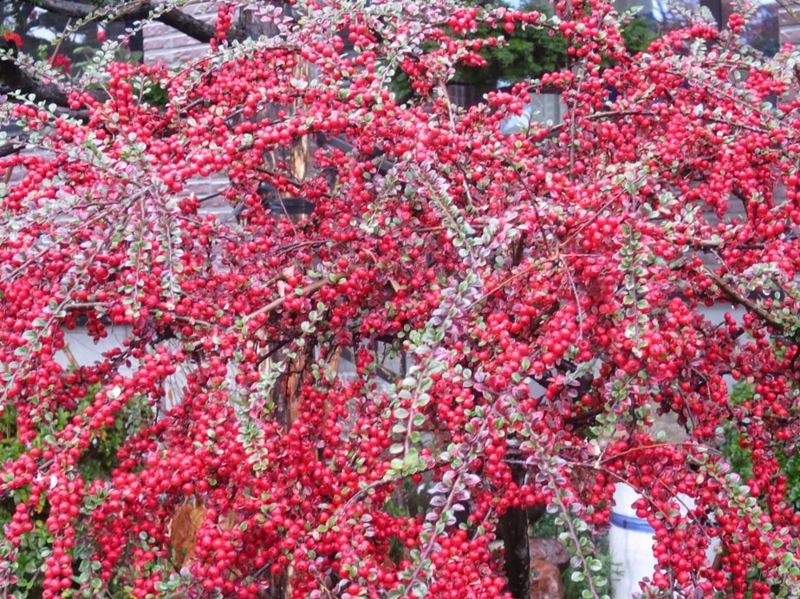f:id:atarou:20151111064019j:image