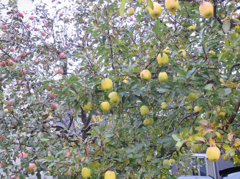 f:id:atarou:20151111064022j:image