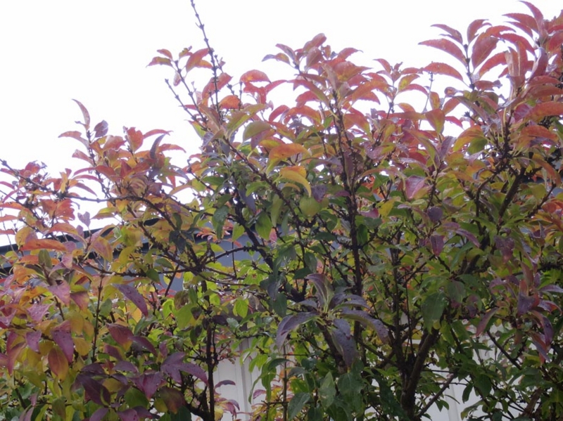 f:id:atarou:20151111064813j:image