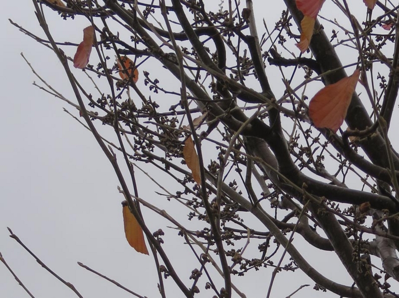 f:id:atarou:20151111064816j:image