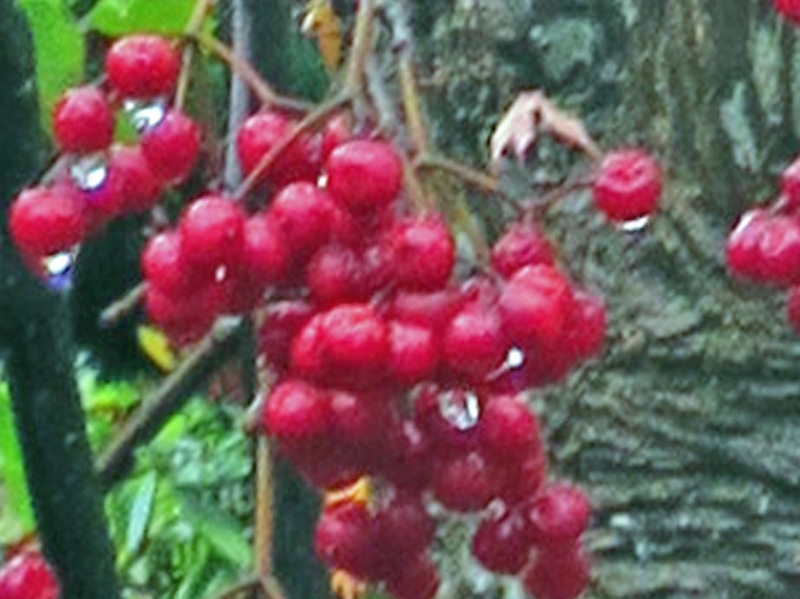 f:id:atarou:20151111065813j:image