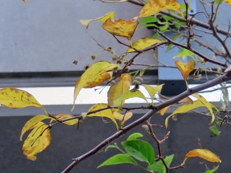 f:id:atarou:20151114065332j:image