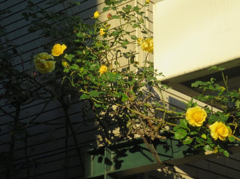 f:id:atarou:20151114065333j:image