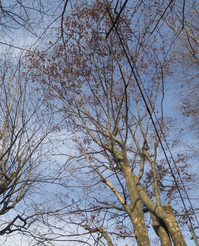 f:id:atarou:20151120061528j:image