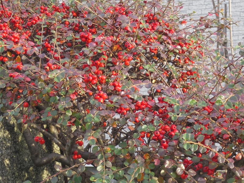f:id:atarou:20151120064216j:image